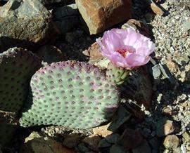 Beavertail Cactus