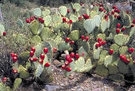 Prickly Pear