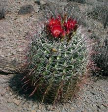 Fishhook Barrel Cactus